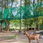 La Brière enchantée - Animaux et filets