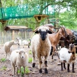 La Brière enchantée - Chèvres et moutons