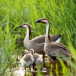 Image de votre camping Loire Atlantique