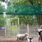 La Brière enchantée - Filets suspendus au dessus des animaux