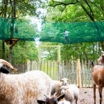 La Brière enchantée - Chèvres et moutons