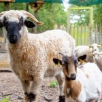 La Brière enchantée - Chèvres et moutons