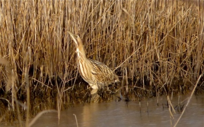 Butor &eacute;toil&eacute;