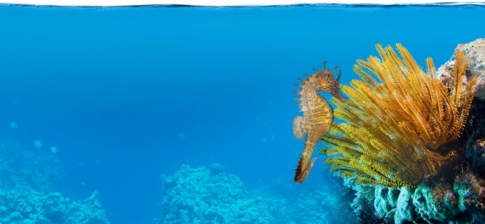 Belle-&icirc;le et son hippocampe