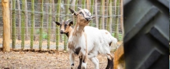La Brière enchantée : animaux de la ferme et filets suspendus